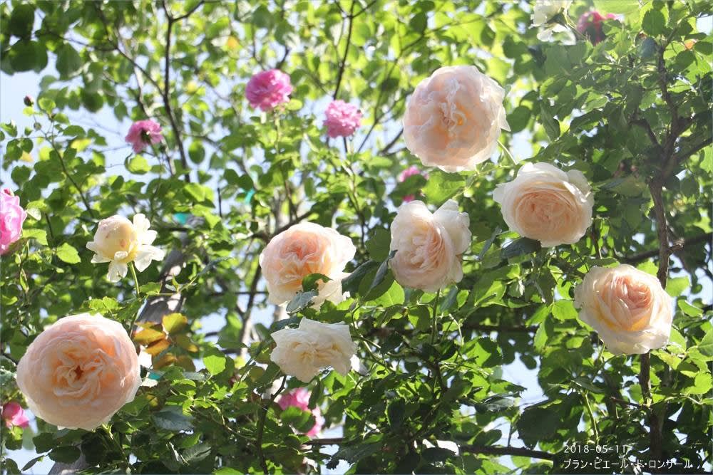 つるバラたちの庭 ブラン ピエール ド ロンサール M S Small Garden Milky Mamaの小さな庭