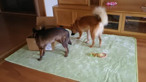 17年8月のブログ記事一覧 3ページ目 雑種犬 風 ふう のひとりごと