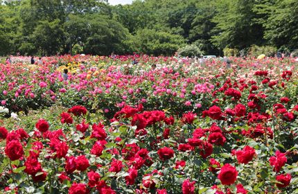 さいたま市中央区の与野公園のバラ園では 多彩なバラの花が満開です ヒトリシズカのつぶやき特論