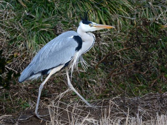 アオサギ 風になびく冠羽 新潟の野鳥 フィールドノート