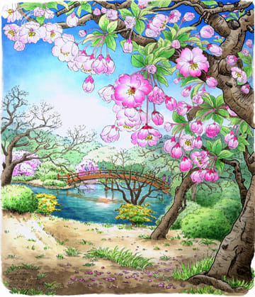 新宿御苑の桜 着色 おさんぽスケッチ にじいろアトリエ 水彩 色鉛筆イラスト スケッチ