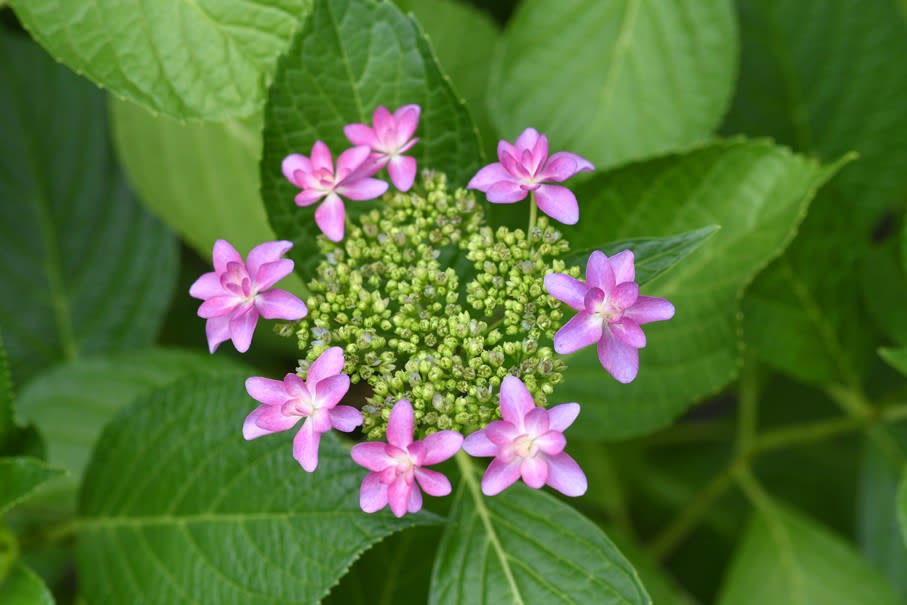 2019 庭の花だより～玄関の紫陽花・ダンスパーティー yopikoの、たなばた日記