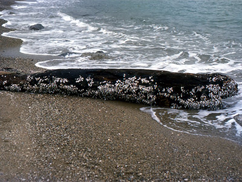 水生生物雑記帳 エボシガイ Kmitoh 春夏秋冬 水生生物雑記帳 エボシガイ Kmitoh 春夏秋冬