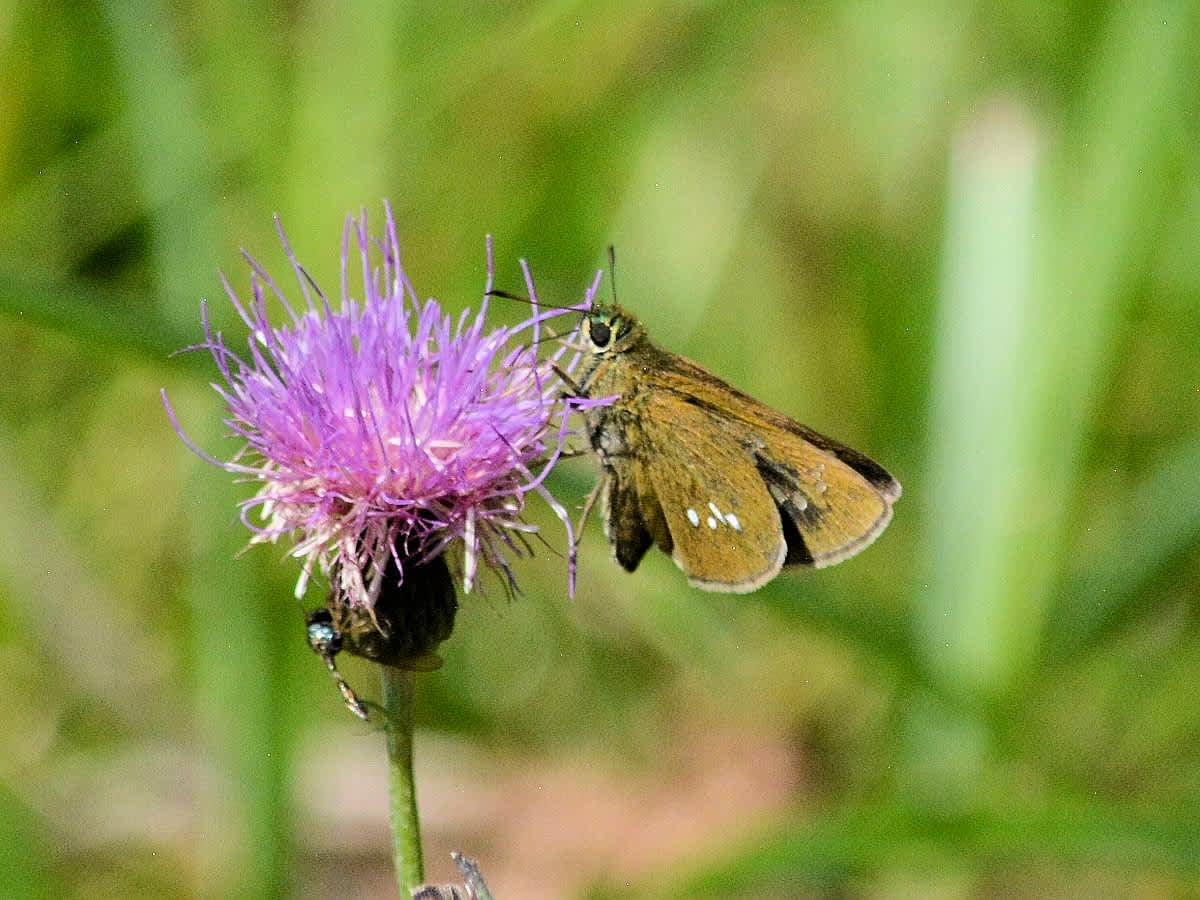 オオチャバネセセリ 大茶羽挵 越中富山いろいろ紹介