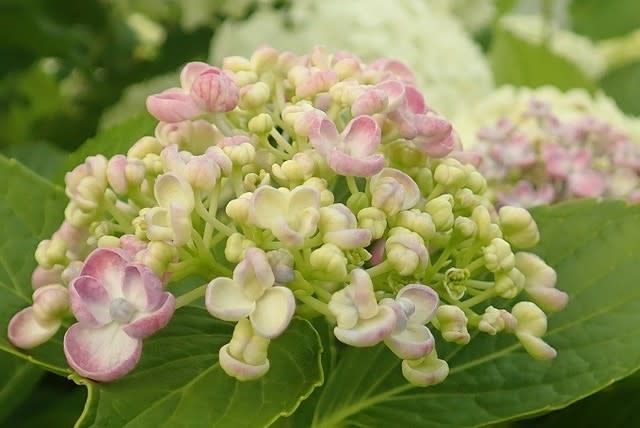 ウズアジサイ 自宅 Nokoの花図鑑