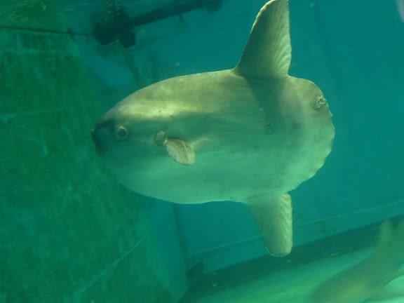 水族館めぐり13 マンボウ お気楽忍者のブログ 弐の巻