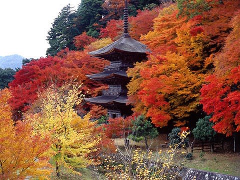 日曜画材研究 透明水彩 初めての紅葉 Sakura Artsalon Osaka