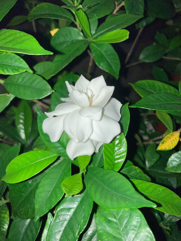 また甘い香りがする くちなしの花 が咲いた 志情 しなさき の海へ