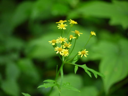 高ボッチ高原・鉢伏山で最近咲いている花　サワギク（沢菊）