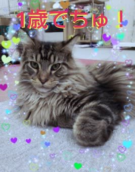 本日 大瑚のお誕生日です 福猫茶房 スタッフブログ
