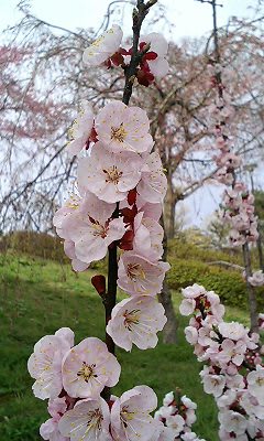 榴ヶ岡公園の桜