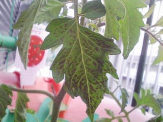 ミニトマト 葉に黒い斑点がでてきてしまいました 太陽電池と水耕栽培と Season 12