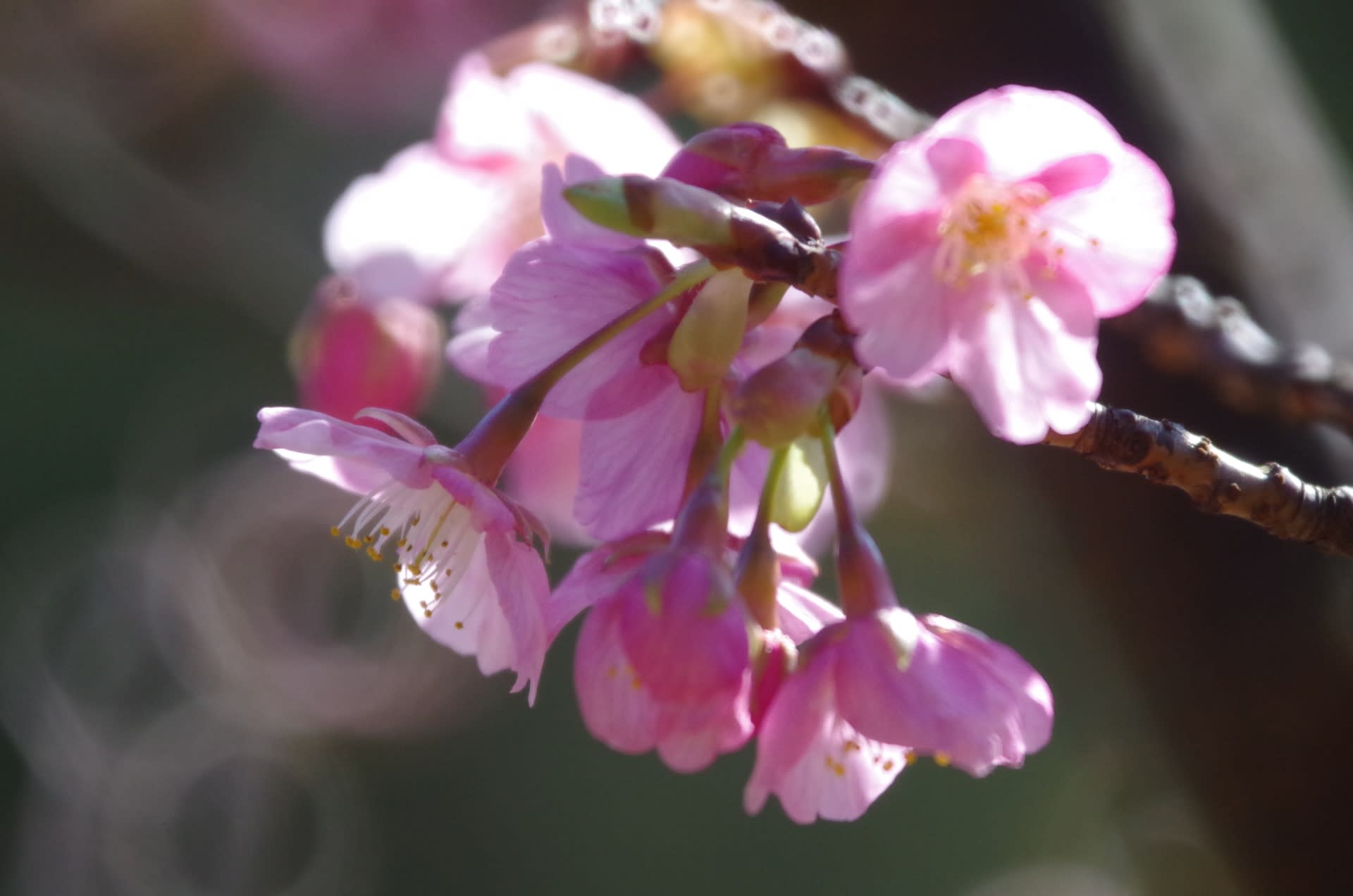 河津桜　その１