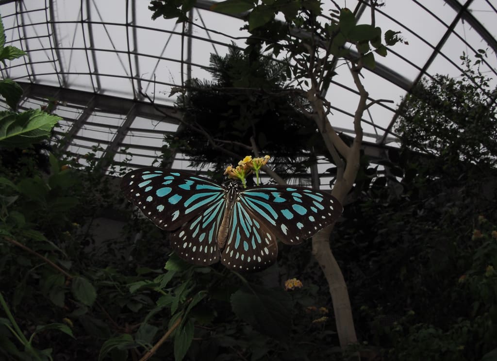 蝶の飛翔写真 多摩動物公園 濱カラ通信