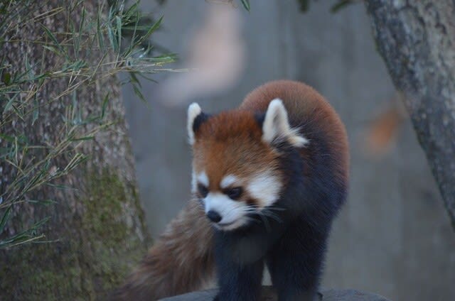 可愛い レッサーパンダ 花 うらら 可愛い レッサーパンダ 花 うらら