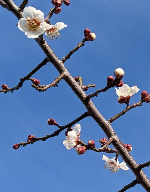 杏子 素人 杏子が３分咲きです - 上州の素人菜園