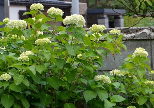 庭植の西洋アジサイ １ 手まり咲き白花 Koba の庭 春夏秋冬