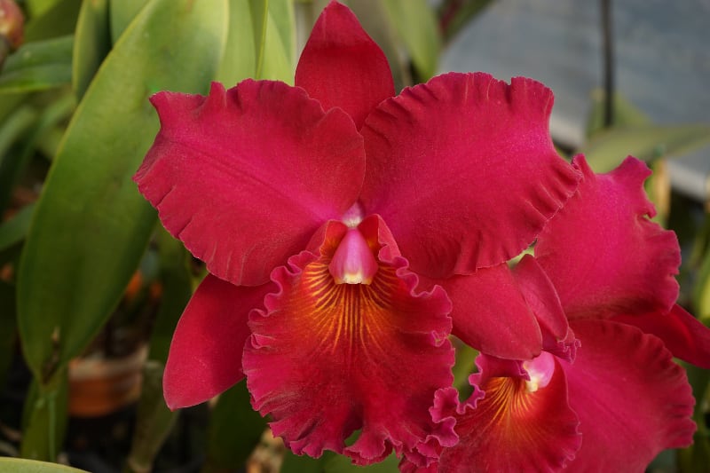 ◇Rlc. Shinfong Vivid'Kayoko' - カトログ !! ~ カトレヤ交配 ◇Rlc. Shinfong Vivid'Kayoko' - カトログ !! ~ カトレヤ交配