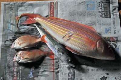 初めて釣れた魚 ２種 湯河原 福浦港 竹蔵丸の めざせ 天然生活