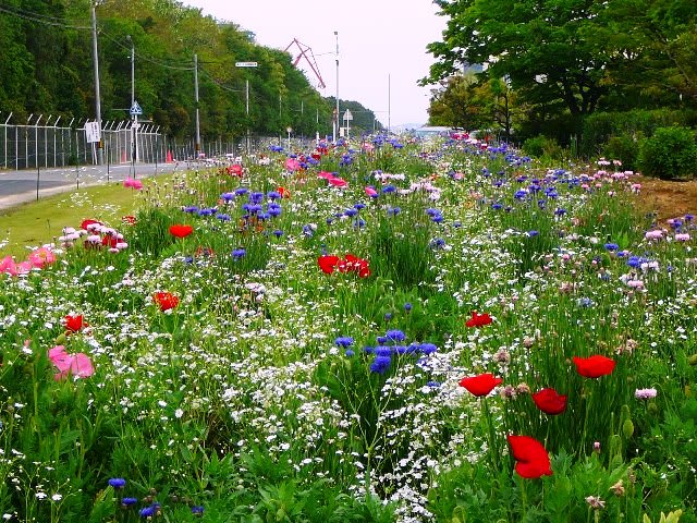 余所の花は赤いの画像