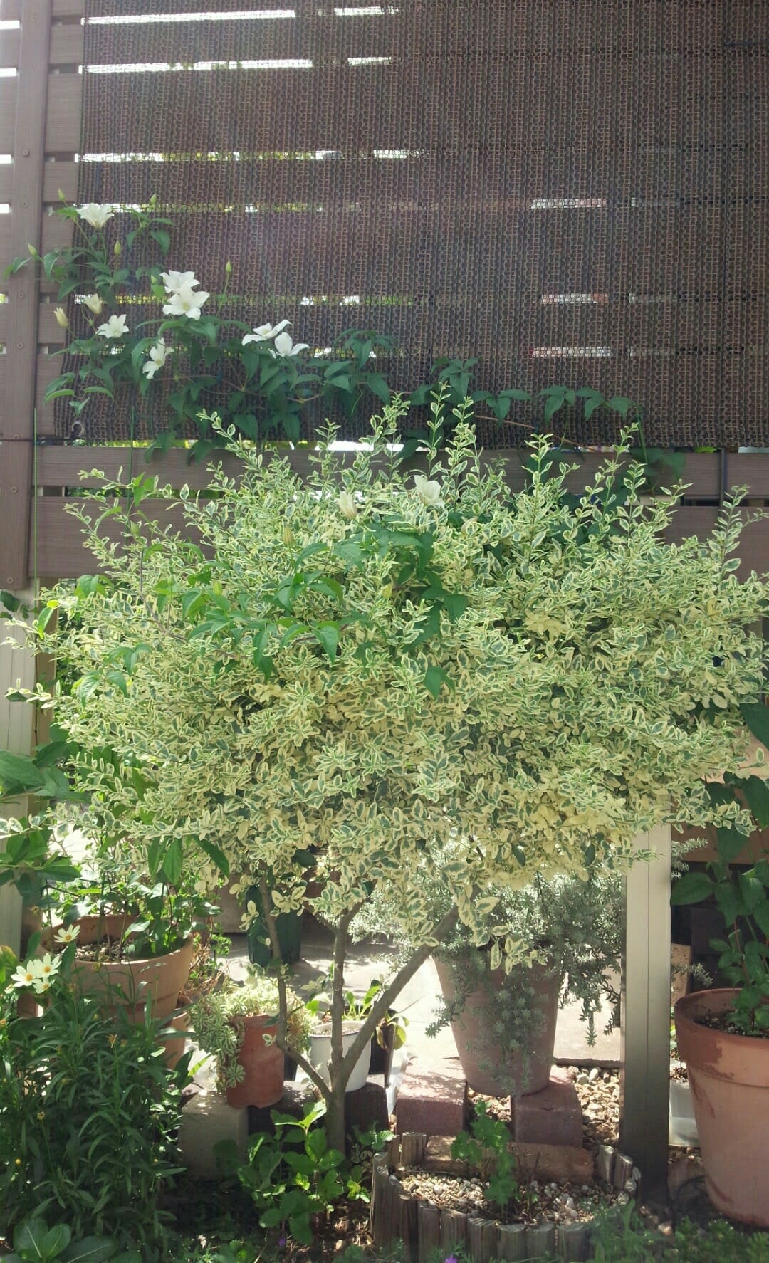 ９月上旬のクレマチス 壁面編 ジュエリーコーン 雑木と宿根草とクレマチスの小さな庭づくり
