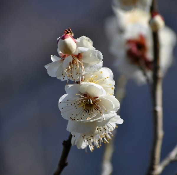 麝香の香りの梅 花の公園 俳句 ｉｎｇ
