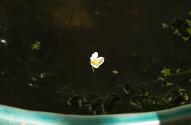 メダカ便り 白い花 咲いた どんぐりうさぎのタンポポ野原