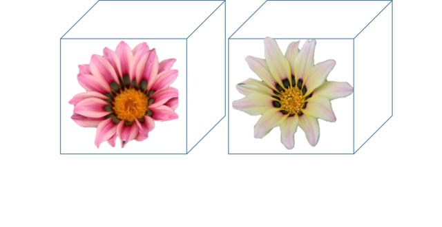 めぐりの花と旅 めぐりの花と旅