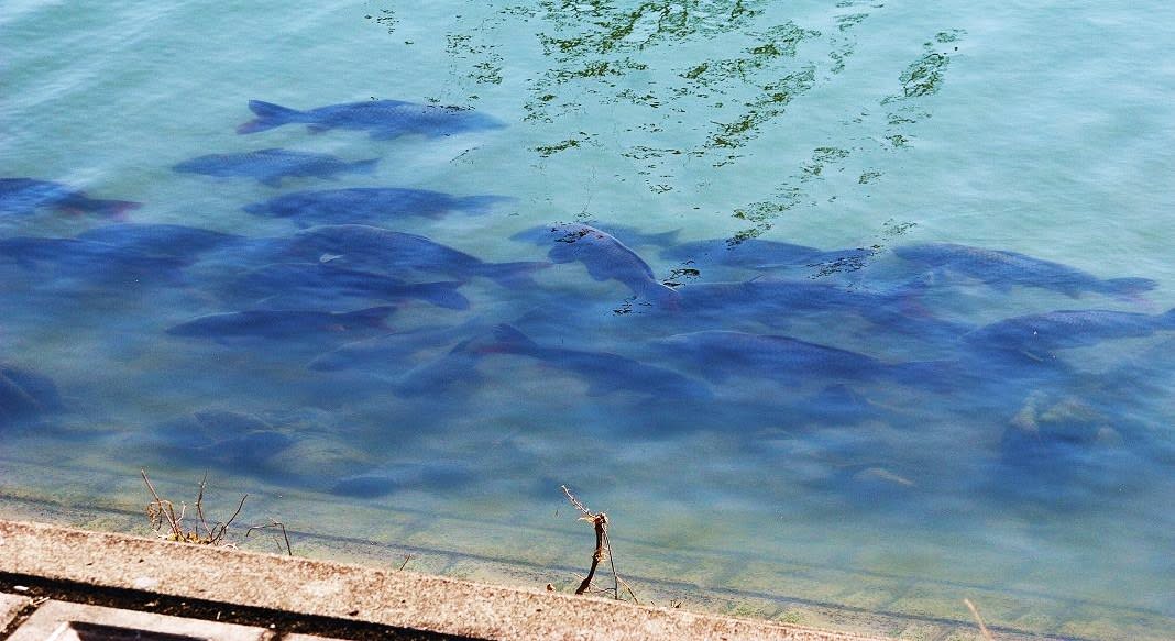 ミササガ公園は花がないの画像