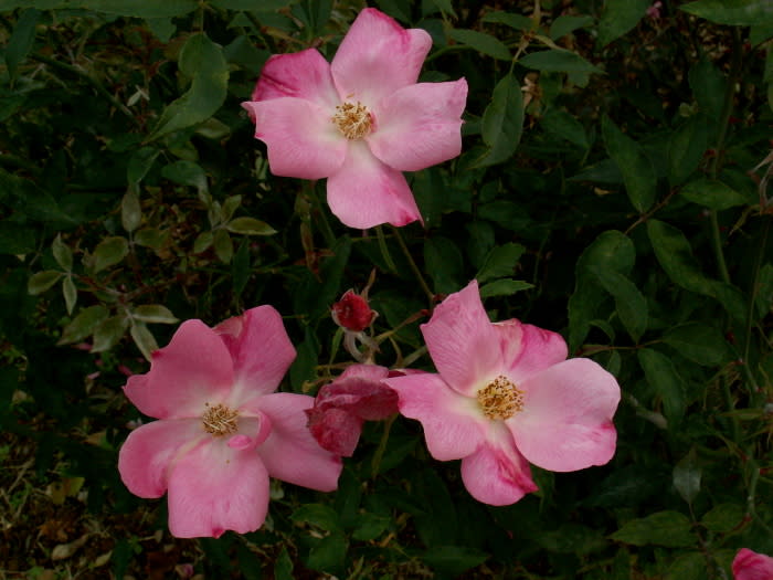 四季咲きバラの原種 コウシンバラ 花の公園 俳句 ｉｎｇ