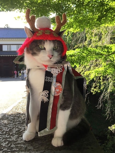 グルメフェスタからの上田城9 9 パピヨン 猫 アリオ りんご バジル くるみのブログ