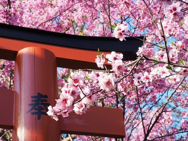 平野神社ライトアップ桜 ソフトで楽しいお遊び画像