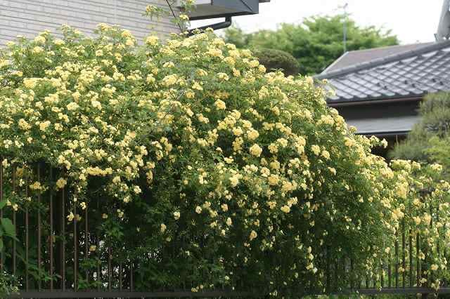 庭のお花達 黄モッコウバラ他 ノンノの庭のお花達