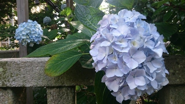 花 紫陽花 万葉集 癒し ラディアルレイズの観て聴いて楽しめるブログ