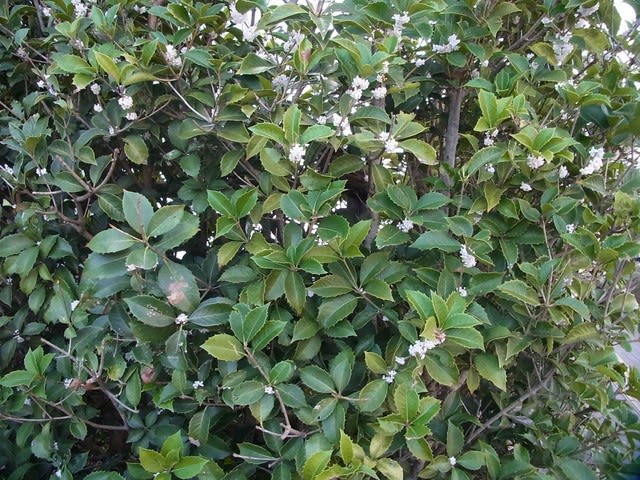 ヒイラギモクセイの花が咲く 歩けば楽し