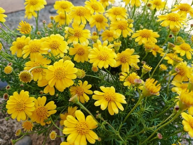 夏へ向けて土いじり 黄色い花は元気が出る Vastra Daの裏側