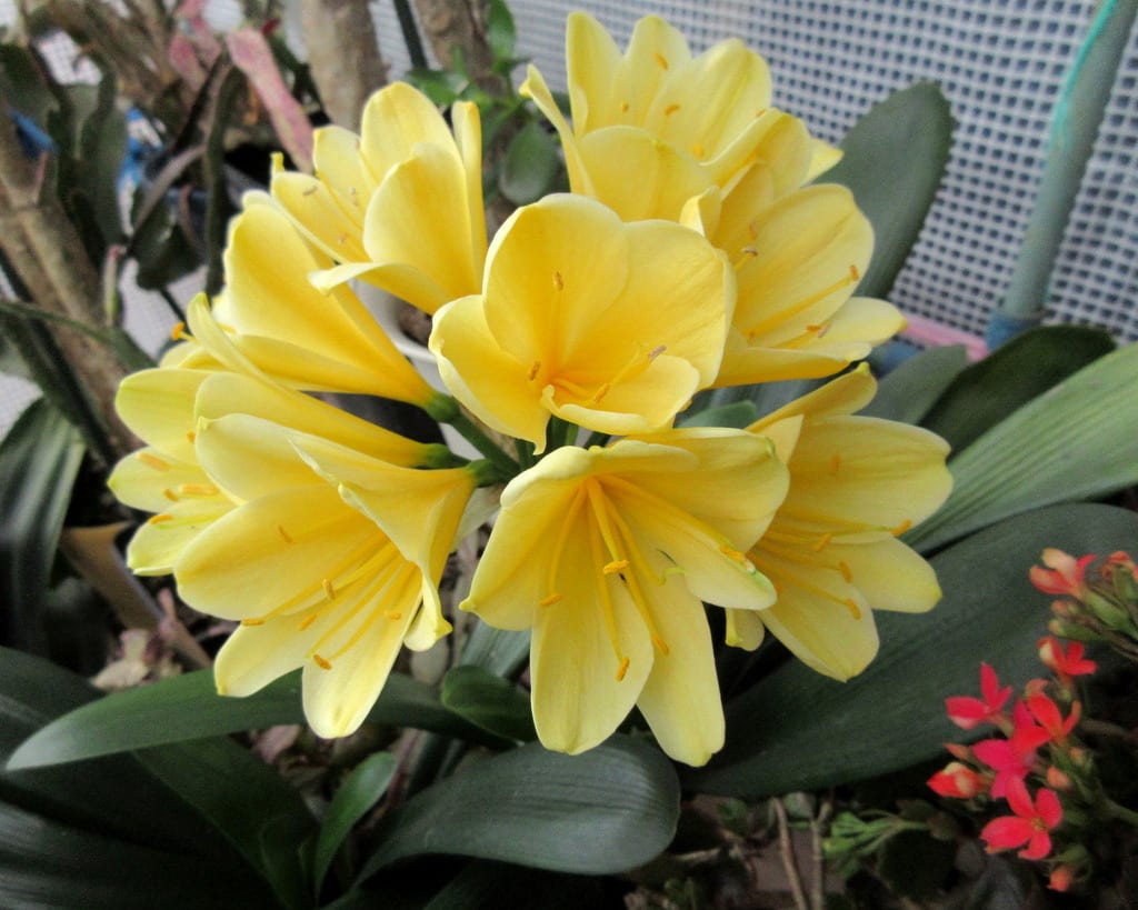 黄花クンシラン 受け咲き君子蘭 永和の 花ある記 歩