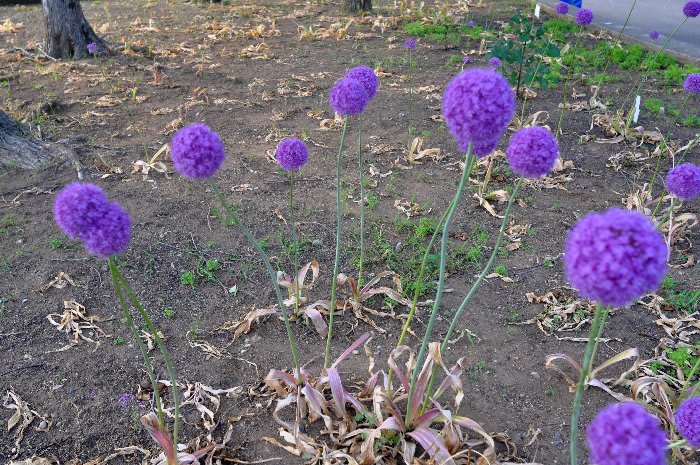 紫色のぽんぽんな花 Photo Frame