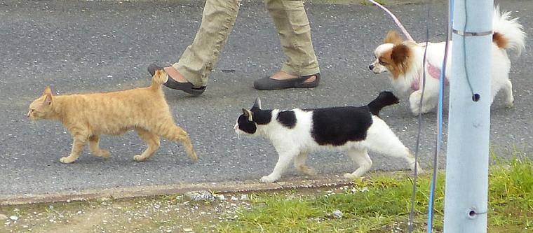 猫２匹と犬のお散歩 つれづれ日記