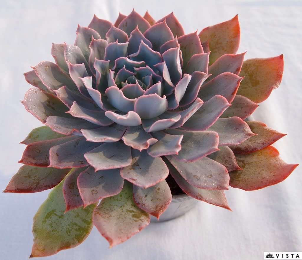 TANIKU様 ブルーヘロンDeluxe TANIKU】 - 多肉植物専門店ビスタ公式ブログ