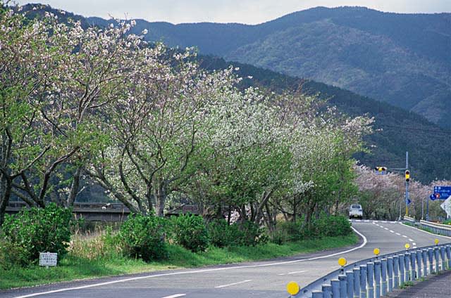 足摺サニーロード 足摺旅日記