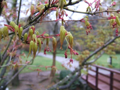 モミジの花は妖精のよう 季節の花便り