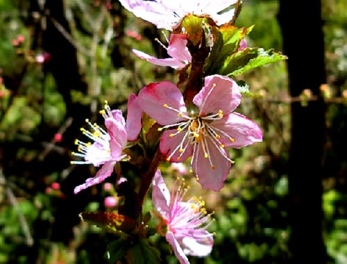 庭の花木 3月 ニワウメ ピンクユキヤナギ タイリンミツマタ 他 花と徒然なるままに