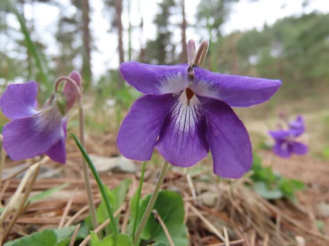 高ボッチ高原・鉢伏山で最近咲いている花　ニオイタチツボスミレ（匂立坪菫）