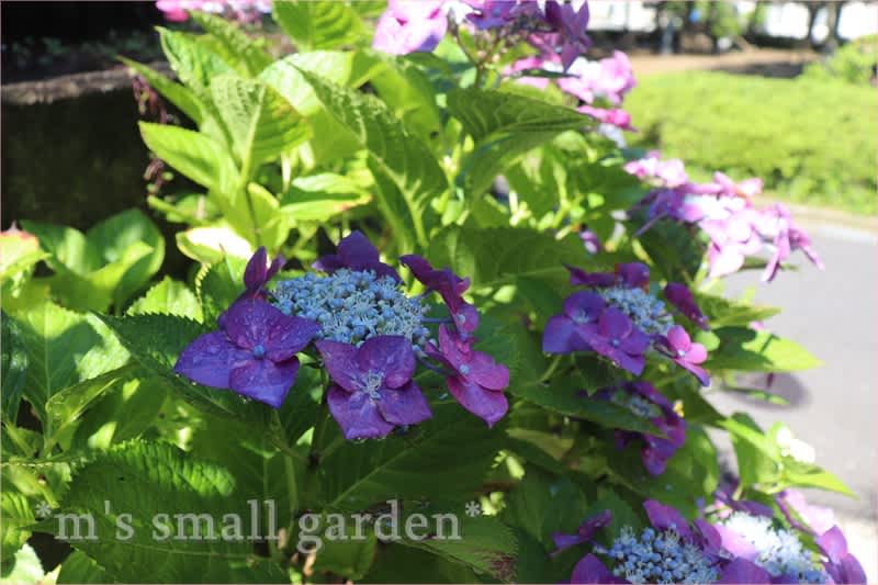 ガク紫陽花とアナベル 2年目のスーパートレニア カタリーナブルーリバー M S Small Garden Milky Mamaの小さな庭 ガク紫陽花とアナベル 2年目のスーパートレニア カタリーナブルーリバー M S Small Garden Milky Mamaの小さな庭