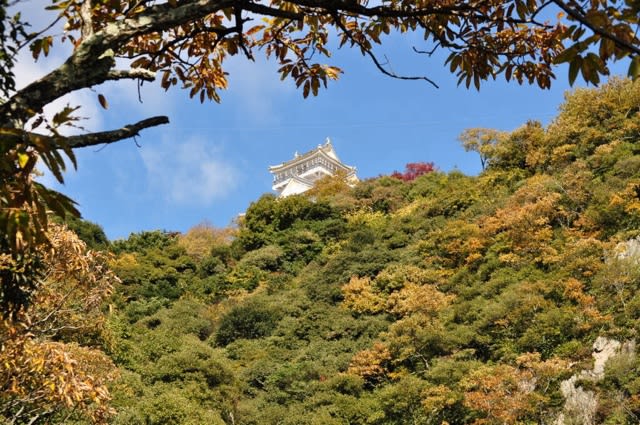 金華山 岐阜城の紅葉 最高です 長良川観光ホテル 石金ブログ