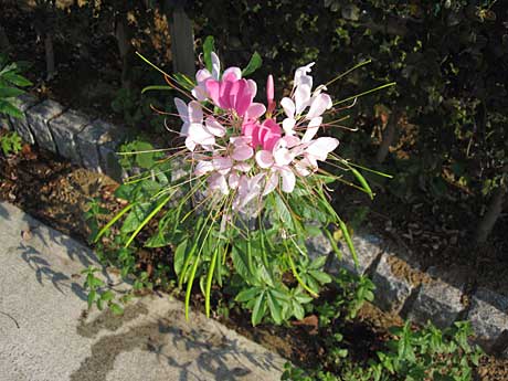 クレオメ 酔蝶花 よちよち歩きのたわごと