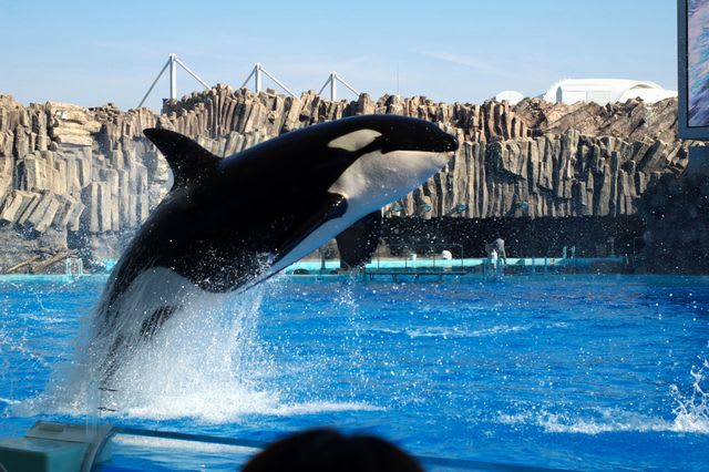 名古屋港水族館 シャチの「クー」 - 季節の中で気ままに Digital