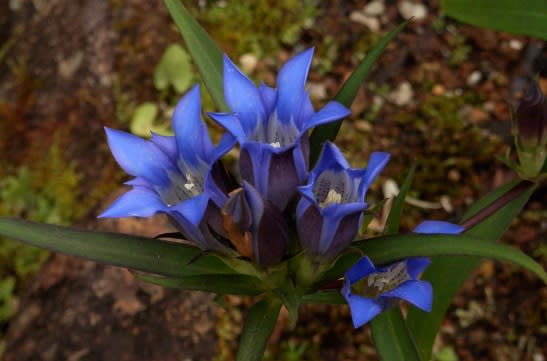 1368 那須町の花 りんどう そばには地味なセンブリの花 那須で田舎暮らし 山野草の庭作り その 1368 那須町の花 りんどう そばには地味なセンブリの花 那須で田舎暮らし 山野草の庭作り その