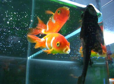 浮く金魚 動画 ソウルで金魚 浮く金魚 動画 ソウルで金魚